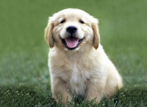 golden-retriever-puppies (640x467)